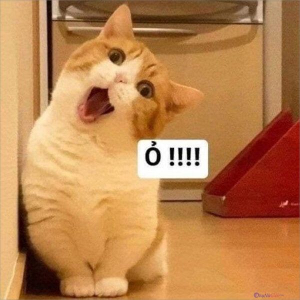 Meme Mèo Chê: Nguồn Gốc, Ý Nghĩa và Cách Sử Dụng