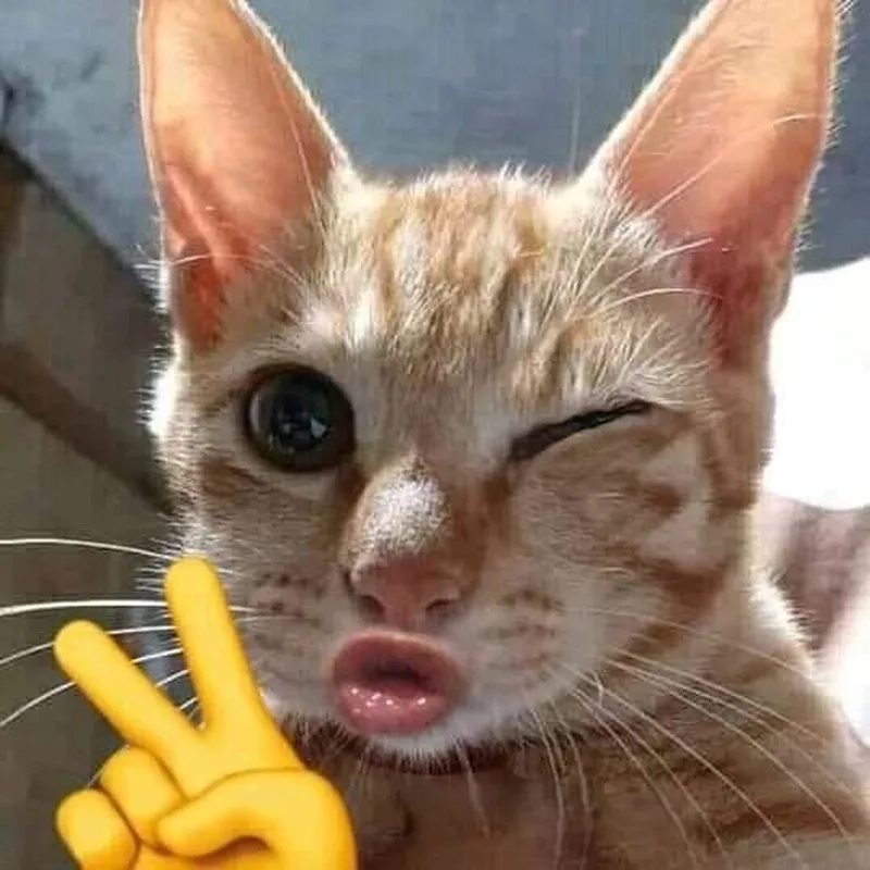 Meme Mèo Chu Mỏ: Nguồn Gốc, Ý Nghĩa và Sự Phổ Biến