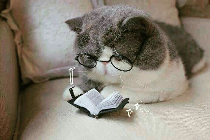 Meme Mèo Học Bài: Tổng Hợp Hình Ảnh Và Ý Nghĩa Hài Hước