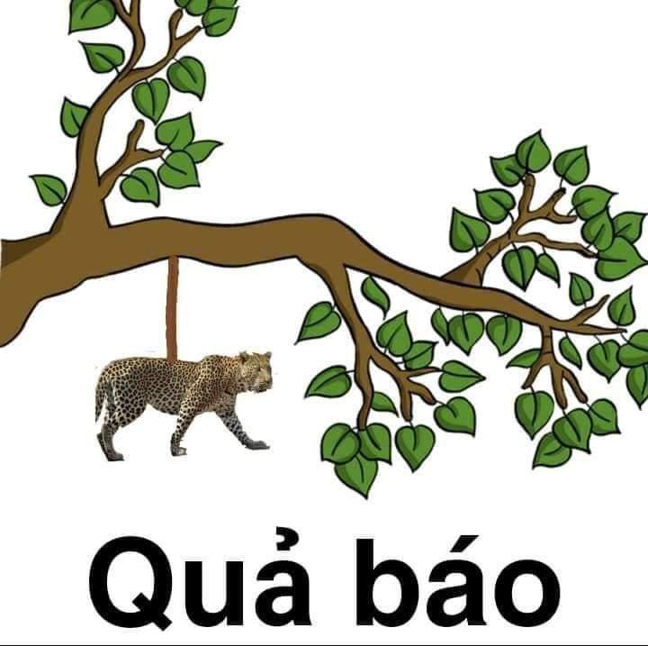 Meme Quả Báo: Tổng Hợp Những Câu Chuyện Dở Khóc Dở Cười