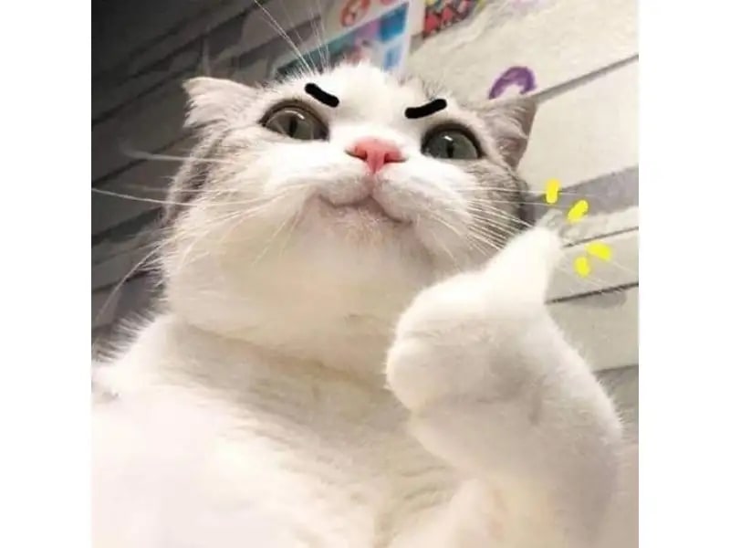 Những Meme Mèo Hài Hước Nhất Mạng Xã Hội
