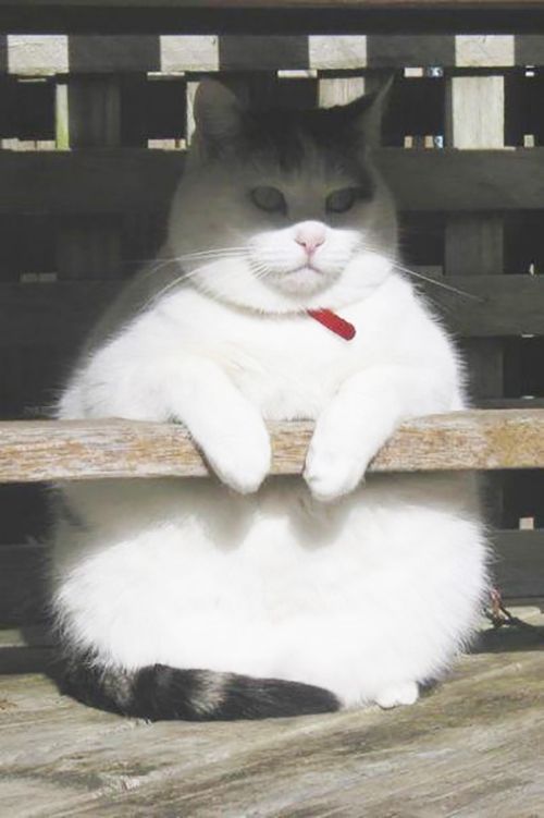 Mèo Béo Meme: Nguồn Gốc, Ý Nghĩa và Sự Phổ Biến