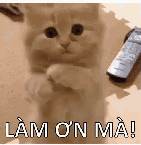 Mèo Cầu Xin: Lý Do và Cách Phản Hồi