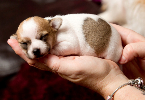 Những Chú Chó Cute Nhất Thế Giới Gallery 2