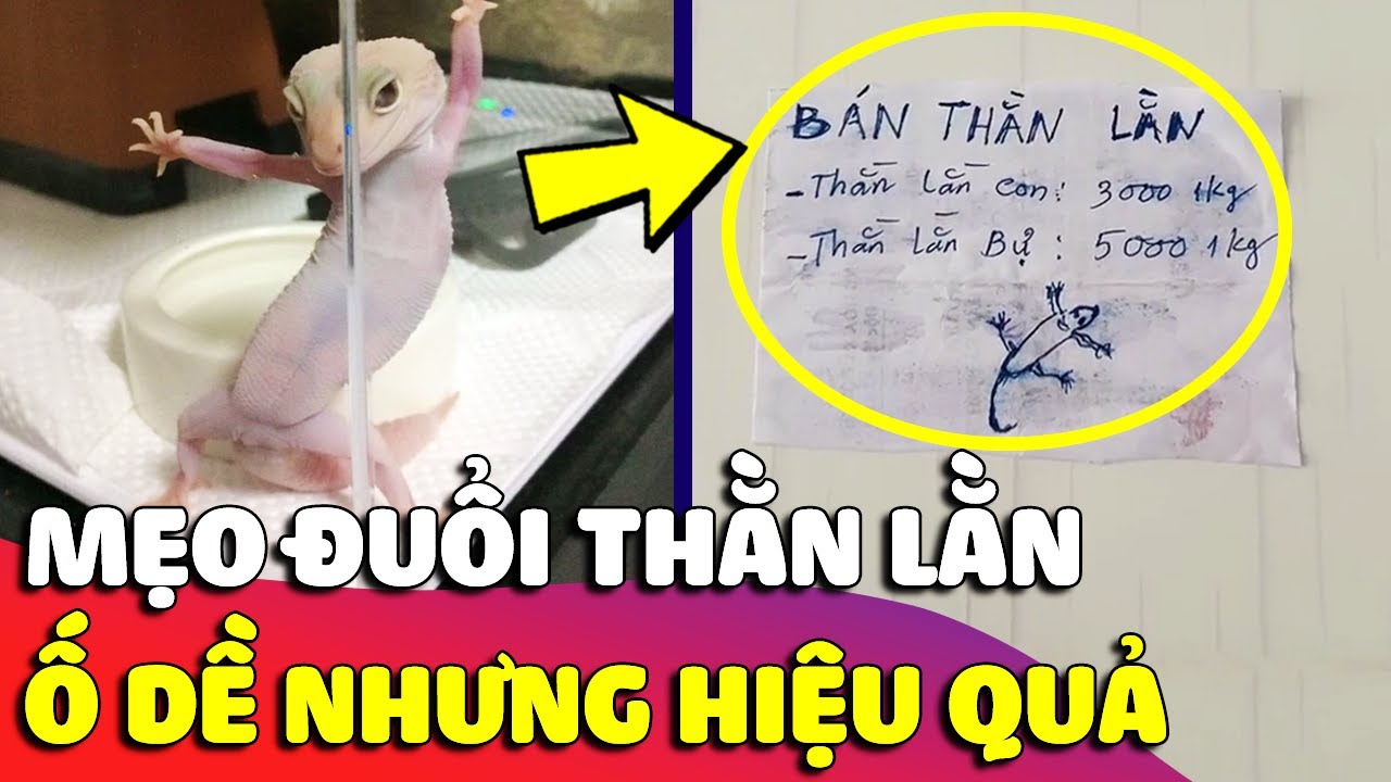 Mẹo Đuổi Thằn Lằn Hiệu Quả