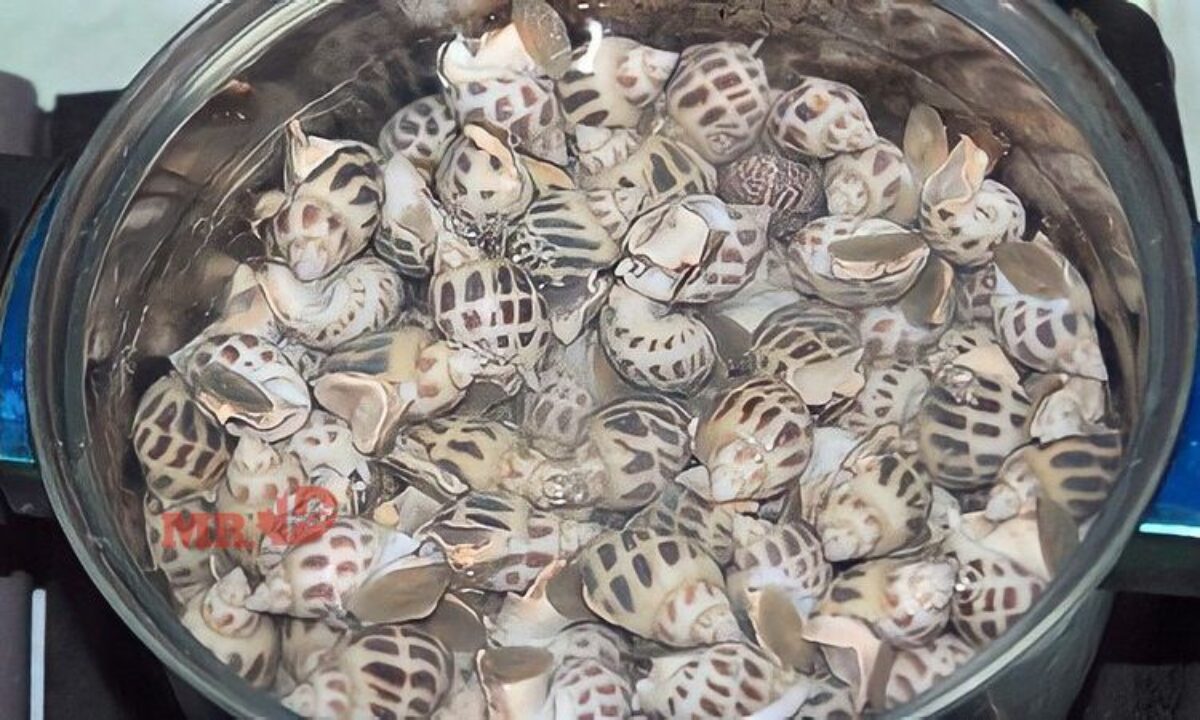Ốc Hương Luộc Bao Lâu? Gallery 2