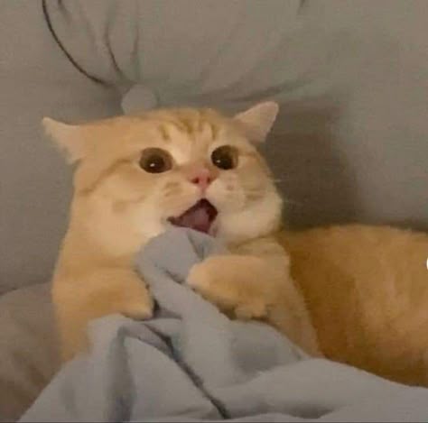 Mèo Meme: Nguồn Gốc, Loại Hình và Sự Phổ Biến