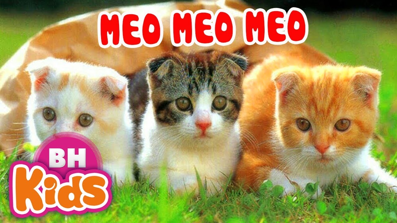 Meo Meo Meo Meo Meo
