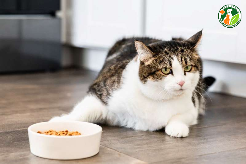 Mèo Nhịn Ăn Được Bao Lâu?