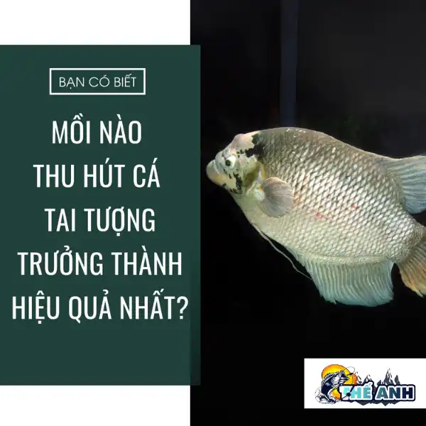 Mồi Câu Cá Tai Tượng Hiệu Quả Nhất Gallery 2
