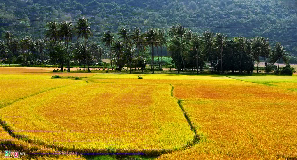 Những cánh đồng lúa đẹp nhất Việt Nam Gallery 2