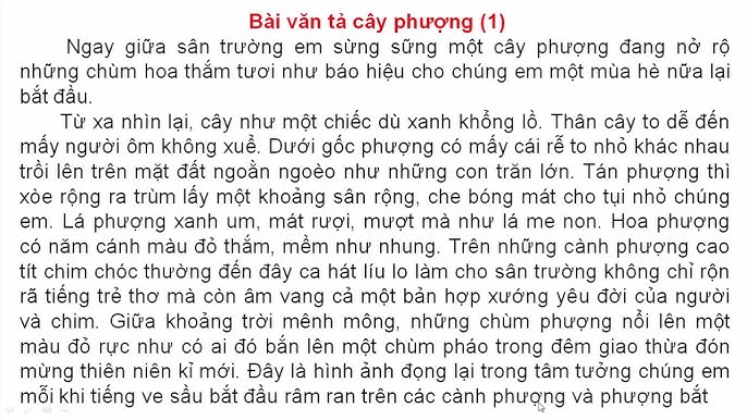 Văn tả cây phượng lớp 5 ngắn gọn Gallery 1