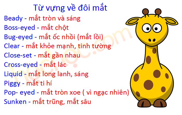 Miêu tả đôi mắt: Hướng dẫn chi tiết và đầy đủ