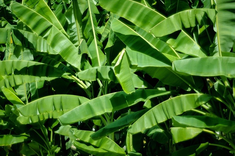 Miêu tả lá chuối tươi