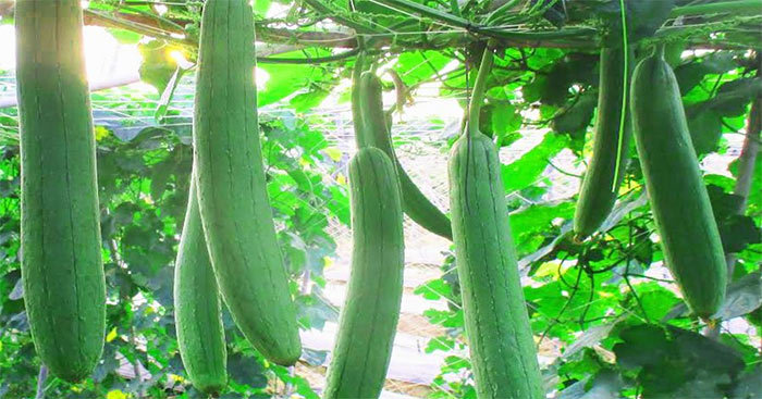 Tả Giàn Cây Leo Ngắn Gọn Nhất Lớp 5 Gallery 1