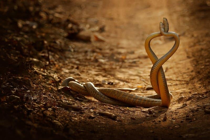 Mơ 2 Con Rắn Quấn Nhau: Điềm Báo Gì? Gallery 2