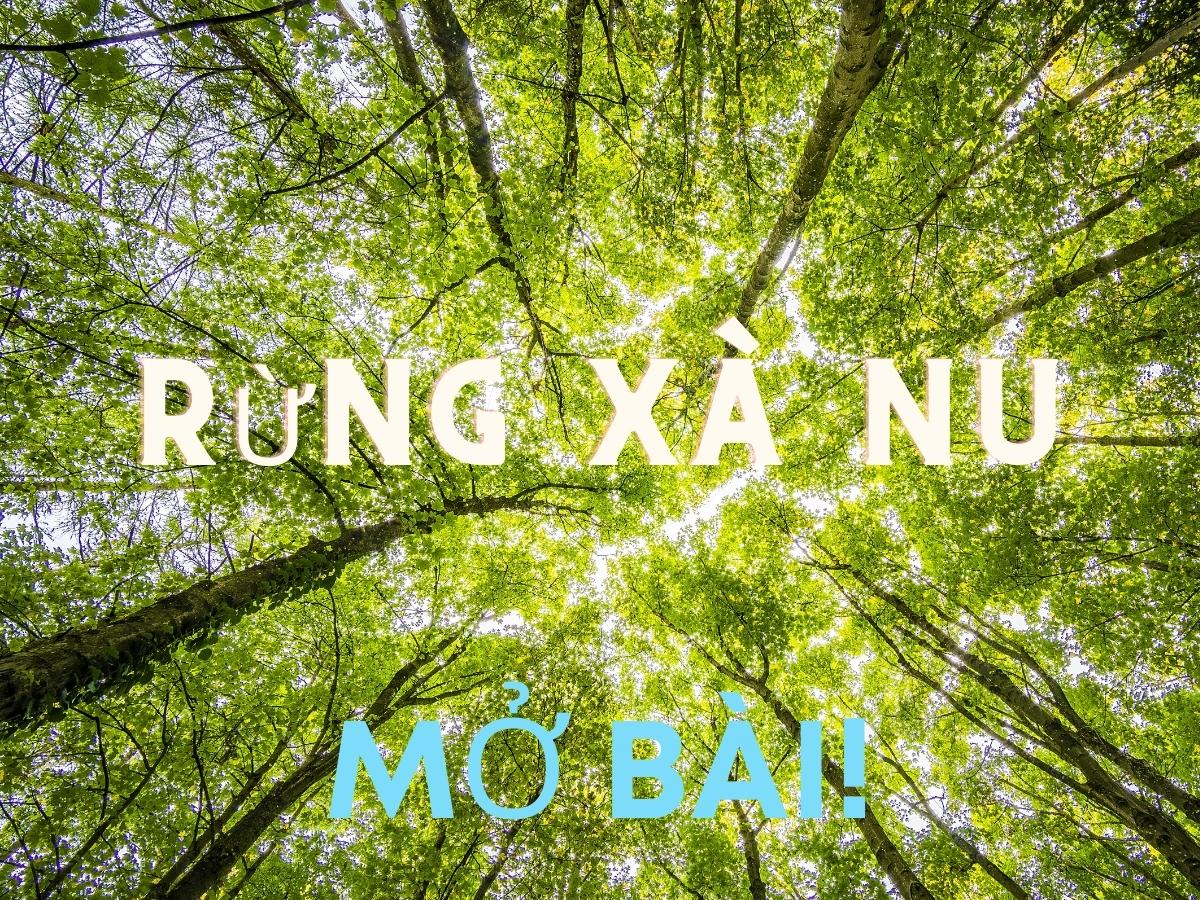 Mở Bài Rừng Xà Nu Hay