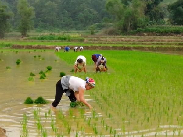 Mơ Đi Cấy Đánh Con Gì? Gallery 2