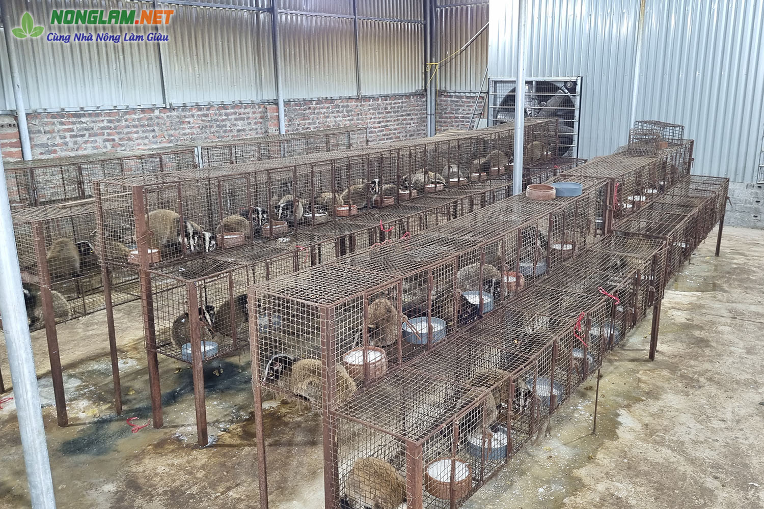 Mô hình nuôi cầy hương ở Bắc Giang