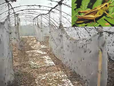 Mô hình nuôi châu chấu hiệu quả