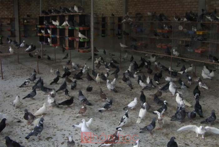 Mô Hình Nuôi Chim Bồ Câu Hiệu Quả và Sinh Lợi