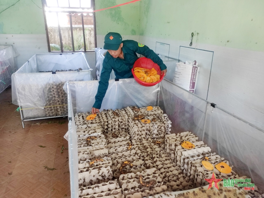 Mô Hình Nuôi Dế Thương Phẩm Hiệu Quả, Lợi Nhuận Cao