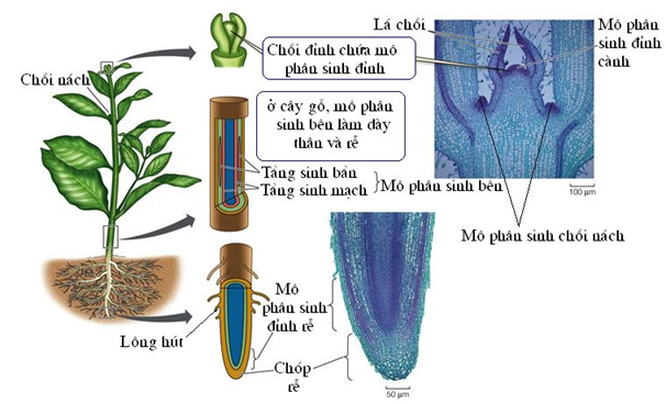 Mô Phân Sinh Là Gì?