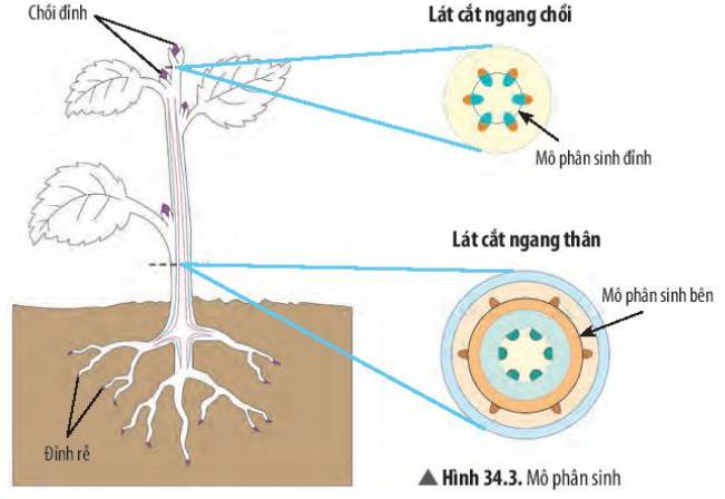 Mô phân sinh bên và mô phân sinh đỉnh: Sự khác biệt và chức năng Gallery 2