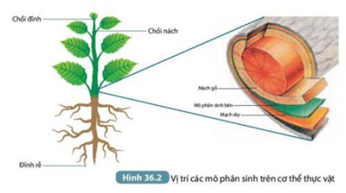 Mô phân sinh bên và mô phân sinh đỉnh: Sự khác biệt và chức năng Gallery 1