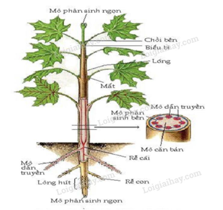 Ở cây hai lá mầm, tính từ ngọn đến rễ, các loại mô phân sinh được sắp xếp theo thứ tự như sau: mô phân sinh đỉnh ngọn, mô phân sinh bên (mô phân sinh trụ mạch và mô phân sinh tầng sinh bần), và mô phân sinh đỉnh rễ. Gallery 1