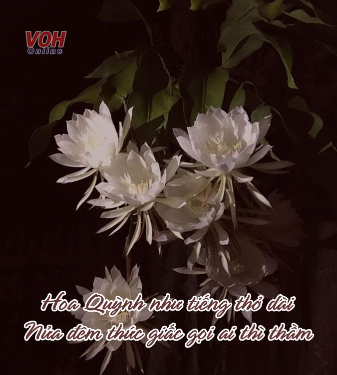 Thơ Hai Câu Về Hoa Gallery 2