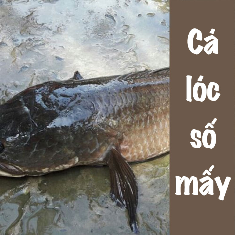 Mơ Thấy Cá Lóc Đánh Số Mấy?