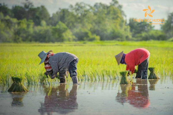 Mơ Thấy Cấy Lúa Là Điềm Gì? Giải Mã Giấc Mơ Chi Tiết