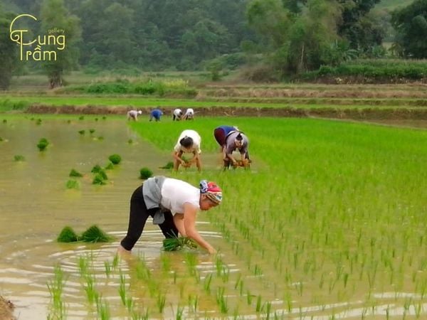 Mơ Thấy Cấy Lúa Là Điềm Gì? Giải Mã Giấc Mơ Chi Tiết Gallery 2