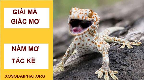 Mơ Thấy Tắc Kè Đánh Con Gì?