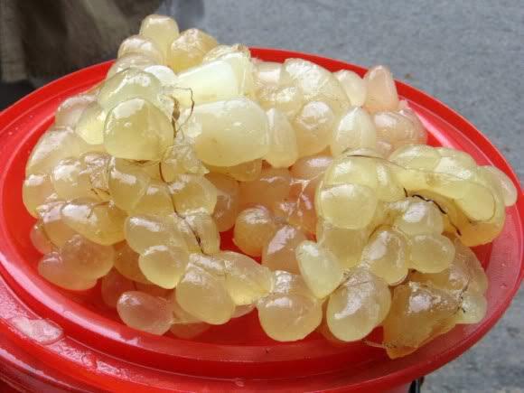 Mỡ Trăn Có Công Dụng Gì?