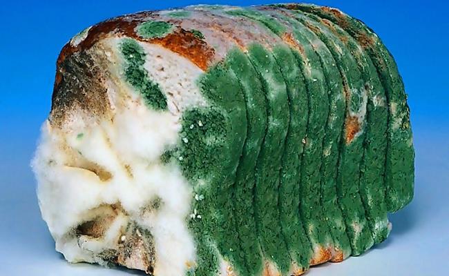 Mốc meo là gì?