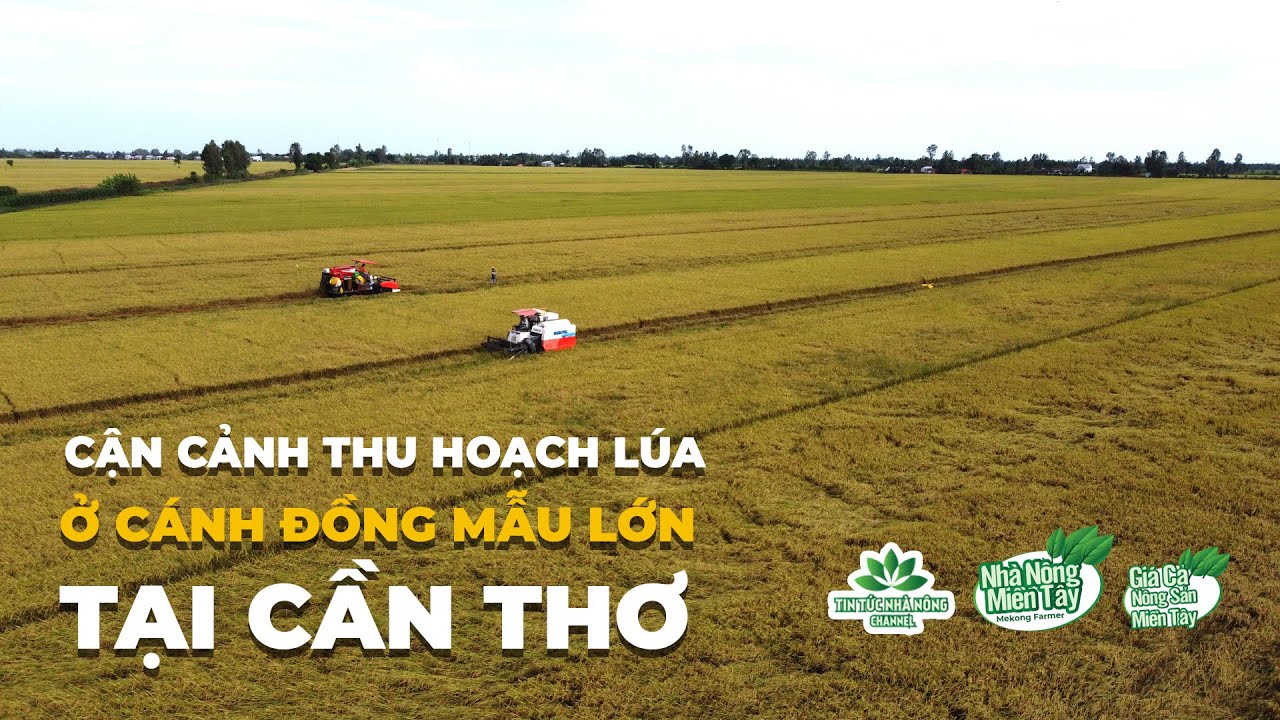 Mời Anh Về Quê Em Đồng Xanh Ruộng Lúa Mênh Mông