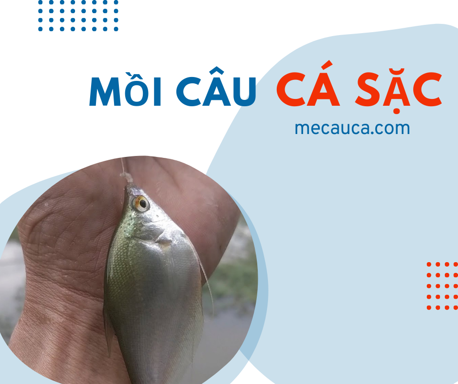 Mồi câu cá sặc hiệu quả nhất