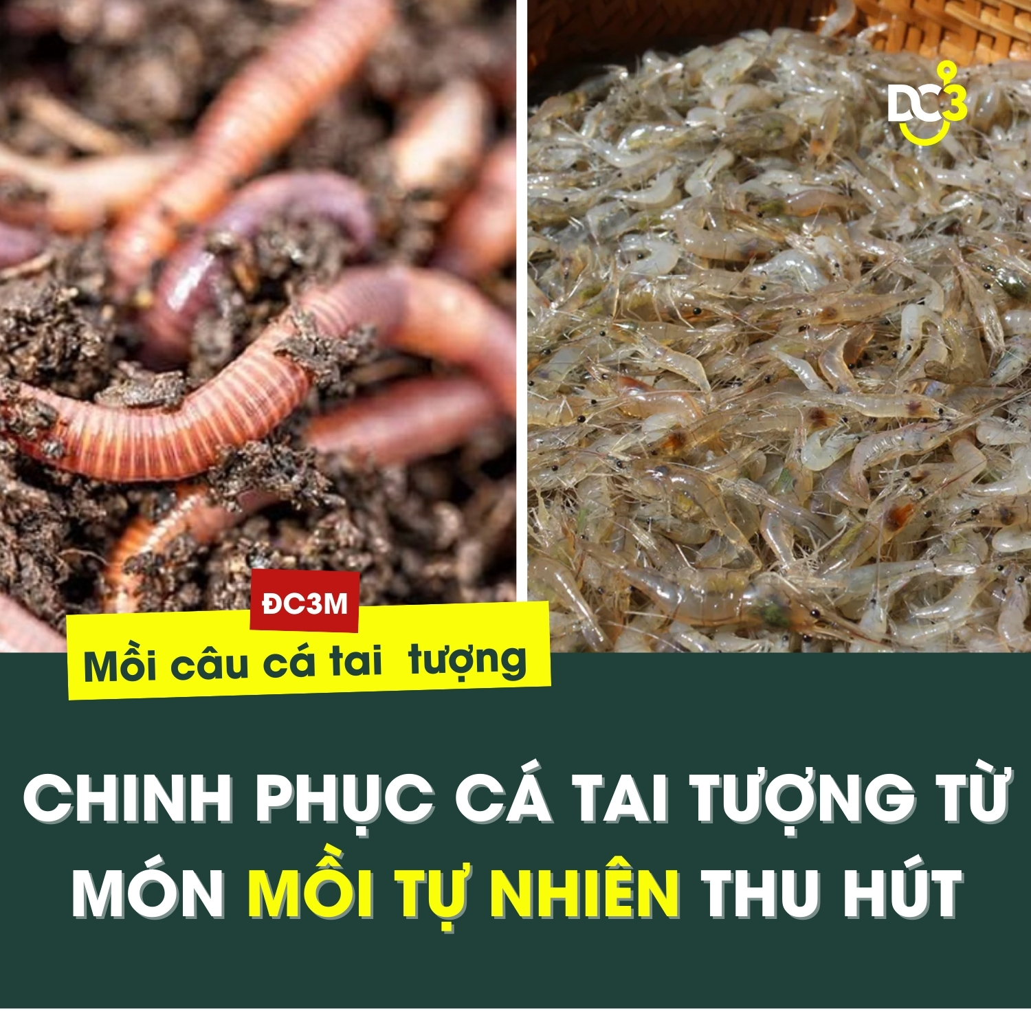 Mồi Câu Cá Tai Tượng Hiệu Quả Nhất