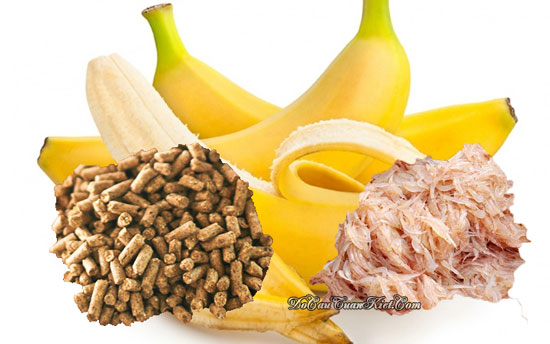 Mồi câu cá tra sông tự nhiên hiệu quả nhất