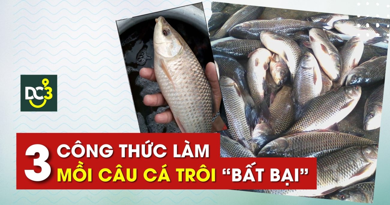 Mồi câu cá trôi chuẩn nhất