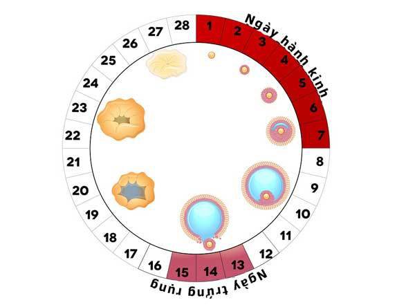 Mỗi Chu Kỳ Rụng Bao Nhiêu Trứng?