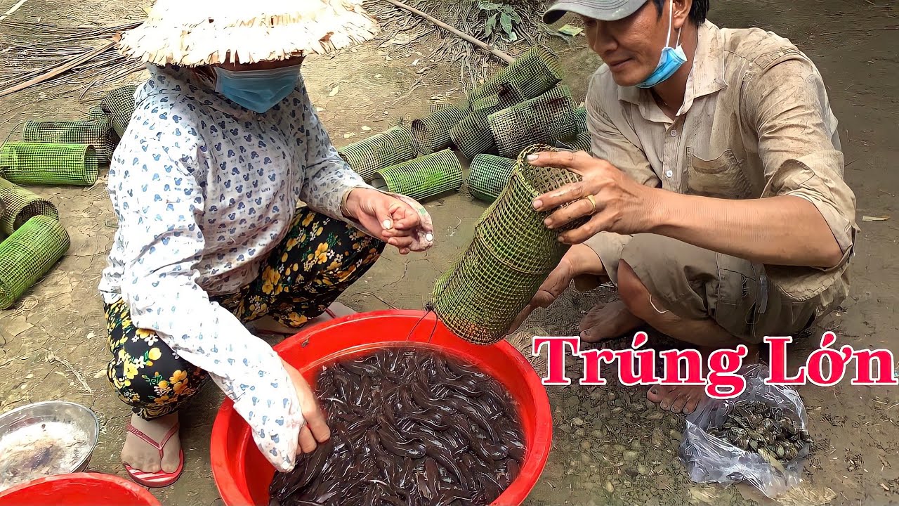 Mồi Đặt Cá Bống Dừa Hiệu Quả Nhất