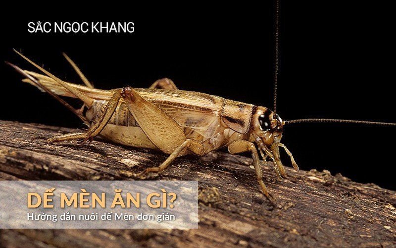 Dế mèn ăn gì? Gallery 2