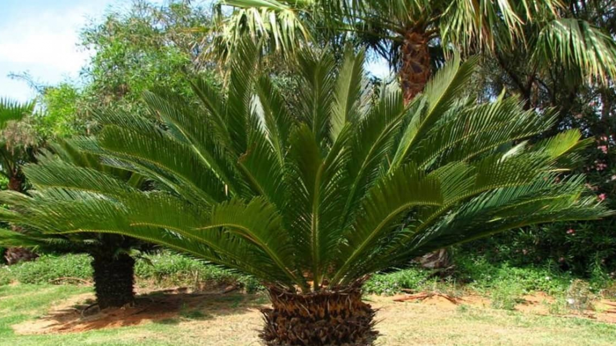 Môi trường sống của cây vạn tuế