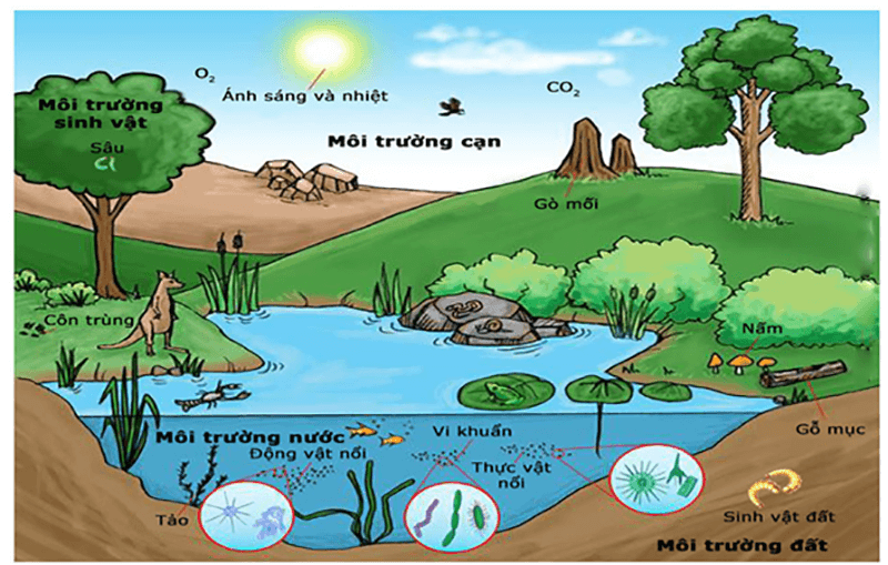 Thế giới động vật lớp 6: Khám phá sự đa dạng của sinh giới Gallery 2
