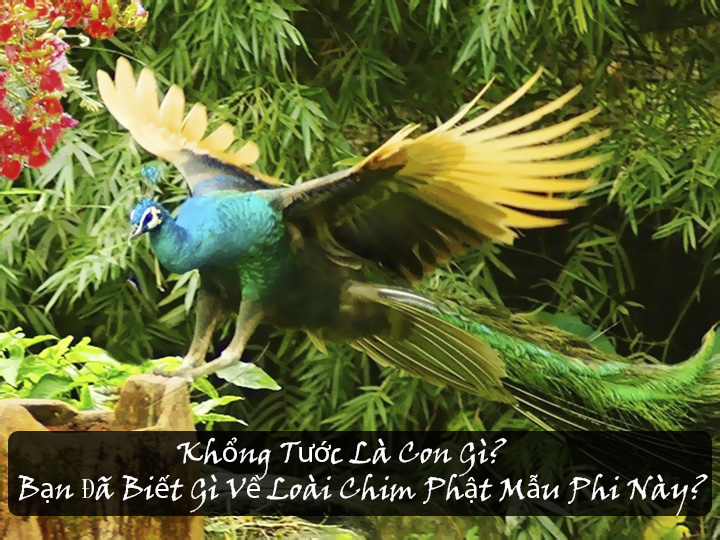 Khổng Tước Là Con Gì? Gallery 2