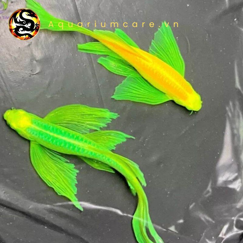 Cá Sọc Ngựa Cánh Tiên Có Dễ Nuôi Không? Gallery 2