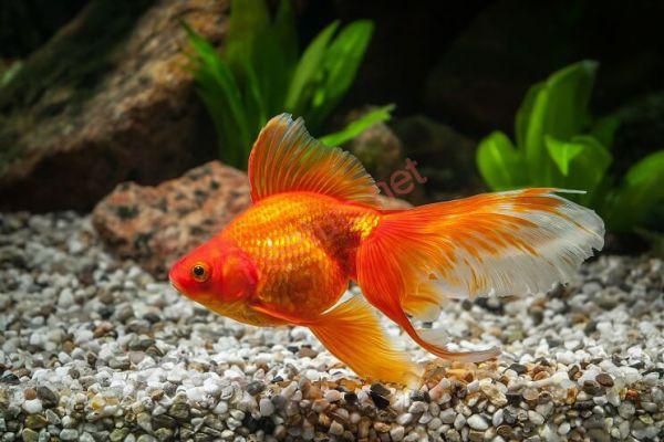 Cá Vàng Sống Ở Đâu? Gallery 1